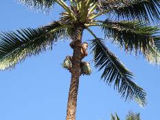 03_Hawaii_2 256.jpg (68736 bytes)